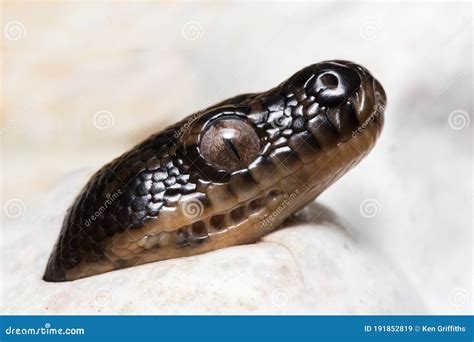 Image result for Diamond Python Reproduction