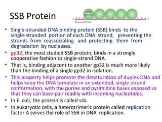 Single-Stranded Binding Protein 的图像结果