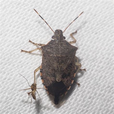 About Spined Soldier Bug - Maryland Biodiversity Project