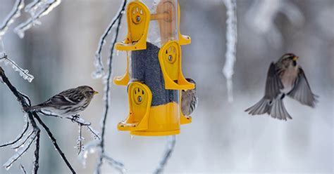 How Michigan birdwatchers can join in on global Great Backyard Bird ...