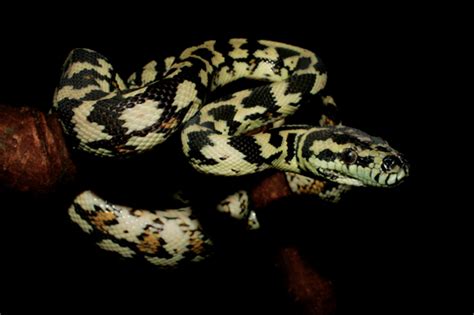 Image result for Albion Carpet Python