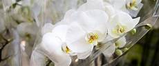 come curare le orchidee in vaso come curare le orchidee in vaso una piccola guida per come curare le orchidee in vaso come curare le orchidee in vaso una piccola guida per