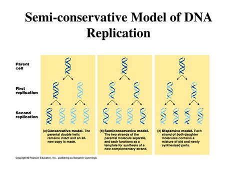 Models for DNA Replication 的图像结果