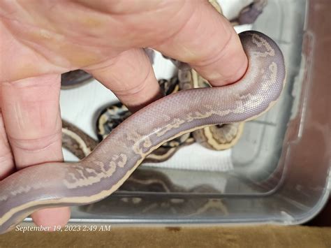 Purple Python Snake 的图像结果