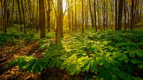 Forest Floor Plants