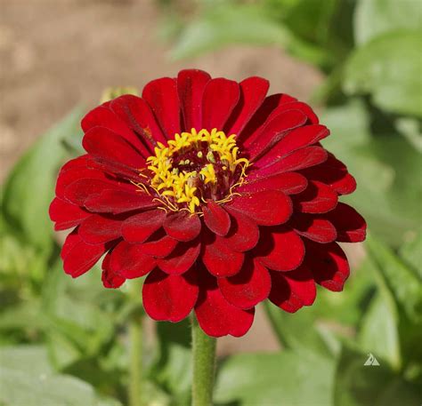 Zinnia Meteor (Zinnia elegans) | Applewood Seed Company