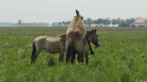 Wildlhorses, Przewalski's Horse Mating, ... | Stock Video | Pond5