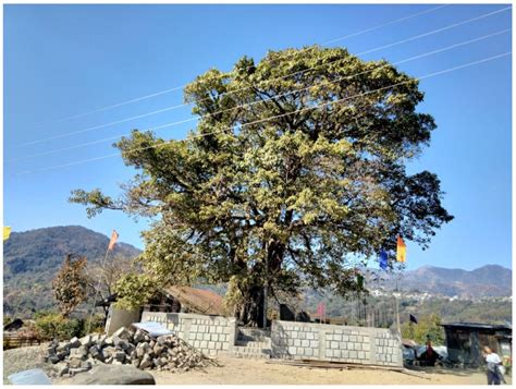 Constructing Indigenous Histories in Orality: A Study of the Mizo and ...