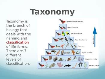 Image result for Taxonomy HTML/JavaScript