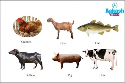 Animal Food 的图像结果