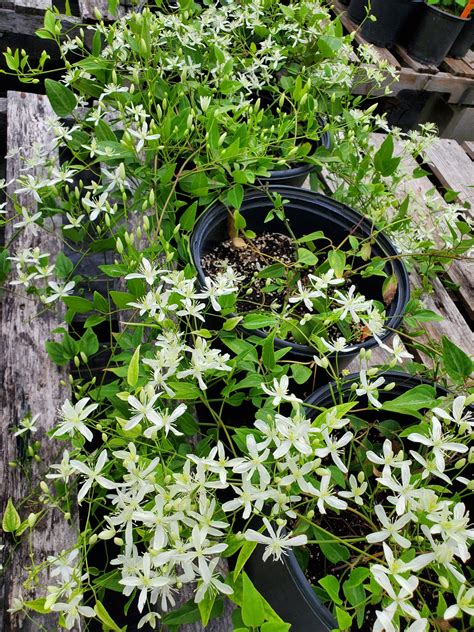 Clematis terniflora --Sweet Autumn Clematis-- - Nursery Taylor – Lone ...