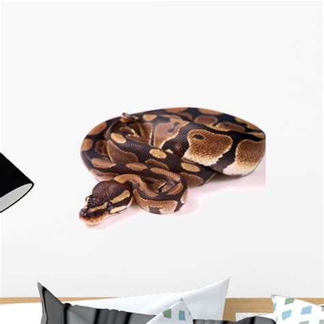 Wallmonkeys Royal Python Peel and Stick Wall Decals WM305068 (18 in W x ...