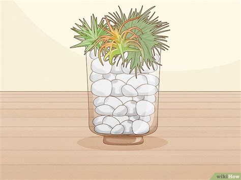 How to Display Air Plants On MDF 的图像结果