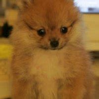 Image result for DWTS Contemporary Codebear2