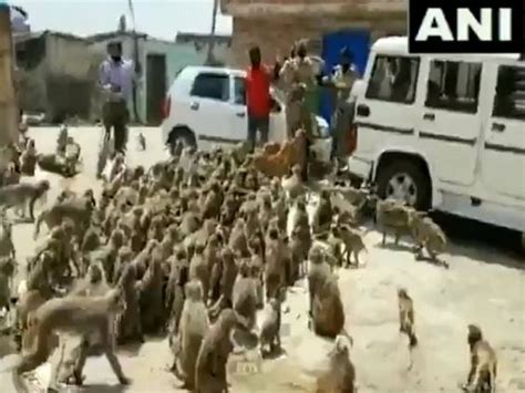 Police inspector feeds monkeys in UP amid lockdown