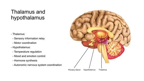 Detailed Anatomy of the Human Brain and its functions | PPTX