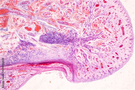 Image result for Finger Under Microscope