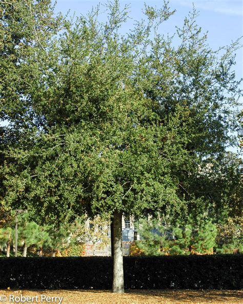 Coast live oak - Waterwise Garden Planner