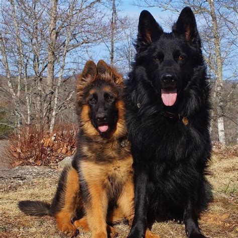 15 dog breeds that look like german shepherds – Artofit