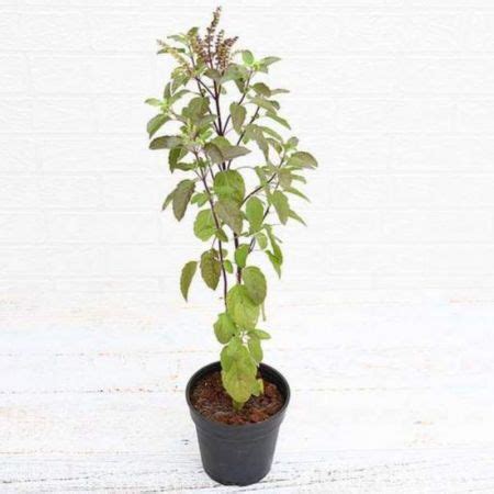 Sangu Poo , Gokarna (Blue) - Plant in Medicinal plants | Bumitraa ...