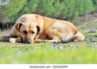 Funny Human Evolution Chart 的图像结果