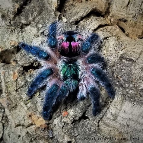 Typhochlaena Seladonia (Brazilian Jewel) WITH Complete Enclosures ...