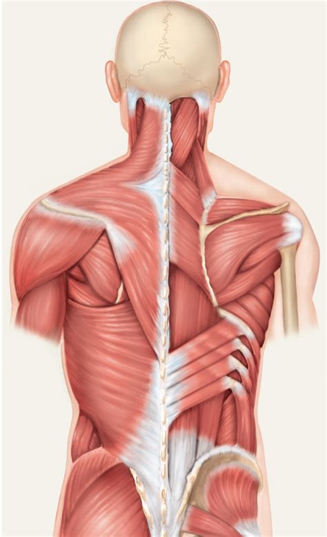 Back Muscle 的图像结果