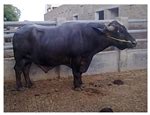 Identification of Buffalo Breeds Using Self-Activated-Based Improved ...