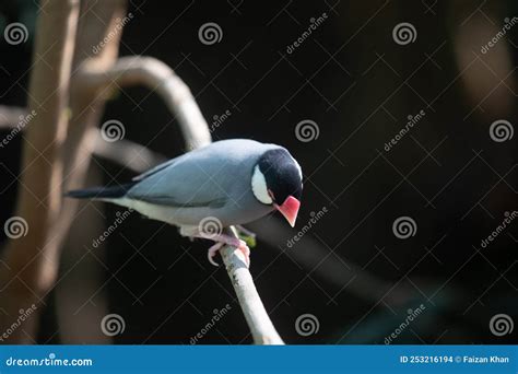 Image result for Java Sparrow Bird