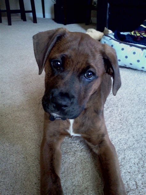 Best Dog Food For Boxer Lab Mix - Find Property to Rent