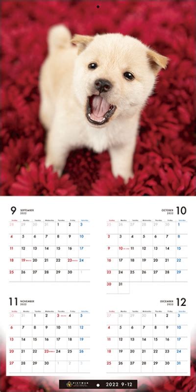 柴 / 2023年カレンダー : 2023年カレンダー | HMV&BOOKS online - 23CL1226