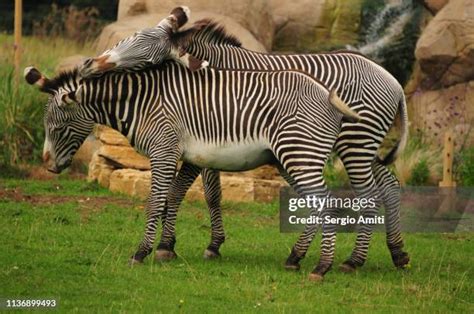 Image result for Zebra Breeding Clips