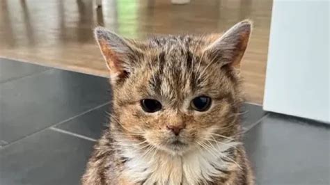 Sad Script Roblox 的图像结果