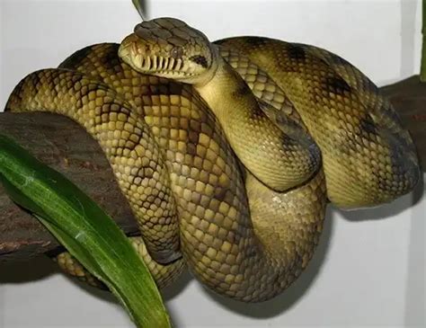 Image result for Green Python Life Cycle