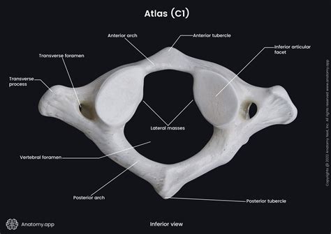 Cervical Vertebrae Anatomy