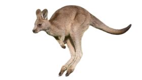 Kangaroo png background (18) - Photo #1518 - BiNps PNG Website