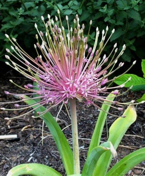 Allium 'schubertii' Bulbs - Tumbleweed Onion" Deer Resistant - Hardy ...