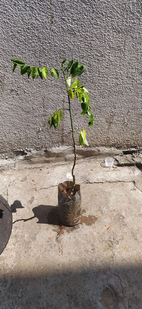 sauropus androgynus three year plant, multivitamin plant, star ...