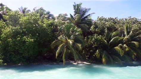 Image result for Palm Tree Map