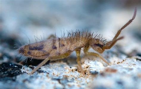 Image result for Springtails Identification