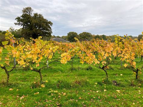 BEST VINEYARDS IN KENT: A DIRECTORY – English Wine Guide