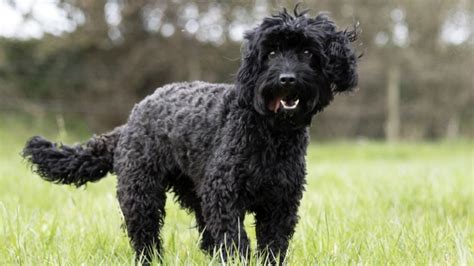 Image result for Cockapoo Dog Barking