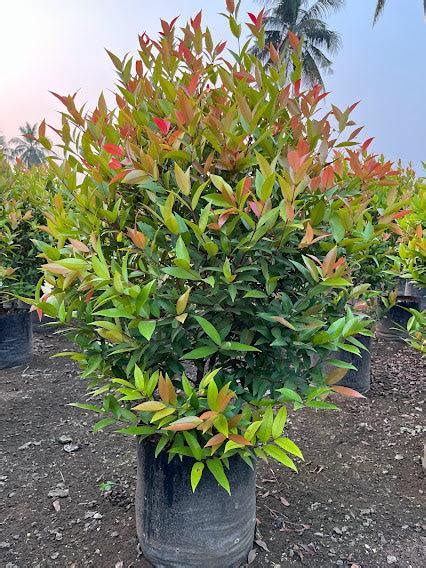 Buy Beautiful Syzygium Campanulatum and Eugenia Plants for Your Garden ...