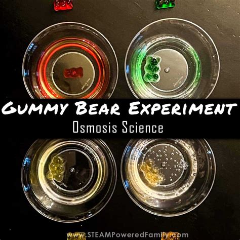 Gummy Bear Experiment - The Science of Osmosis