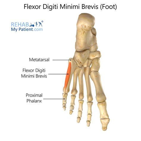 Flexor Digiti Minimi Brevis (foot) | Rehab My Patient