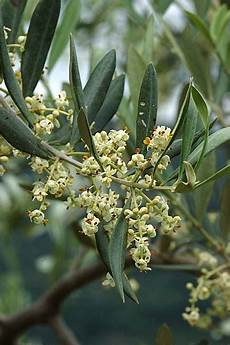 fiori di ulivo boccioli e fiori di ulivo fiori di ulivo boccioli e fiori di ulivo