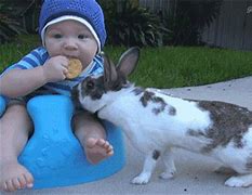 Image result for Cute Little Baby Rabbits