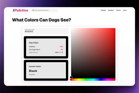 What Colors Can Dogs See? - IPalettes