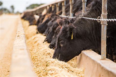 Angus Pure beef - Premium beef from Luiten Food