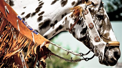 Native American Horses Wallpapers - Top Free Native American Horses ...